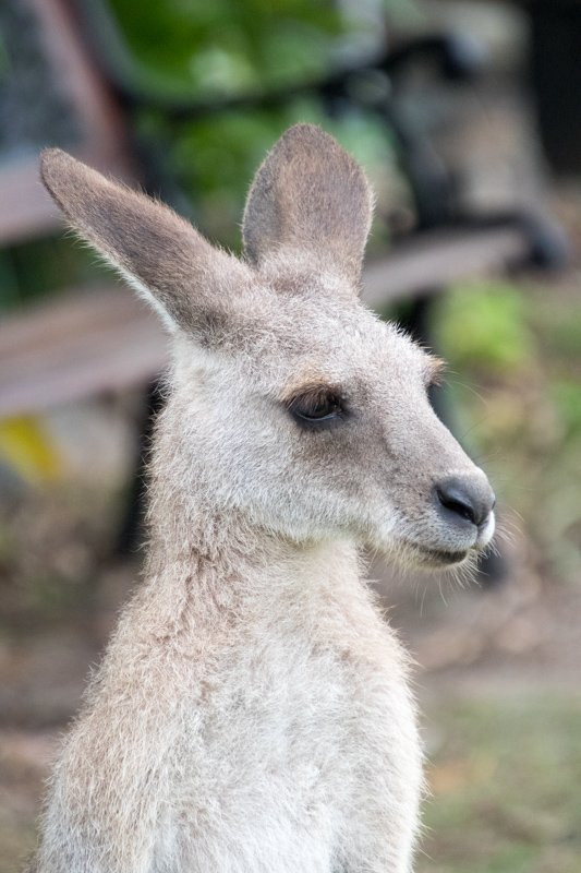 Horizons Kangaroo Sanctuary景点图片