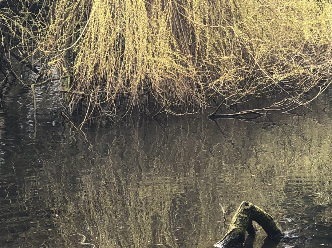 Bradbourne Lake Park景点图片