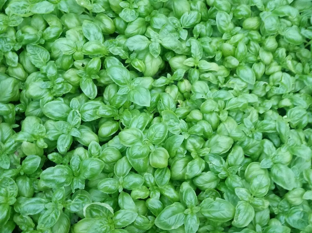 Azienda Agricola Ramella-迪亚诺马里纳必去景点