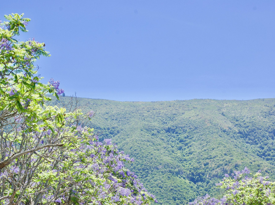 Jade Tree House主图