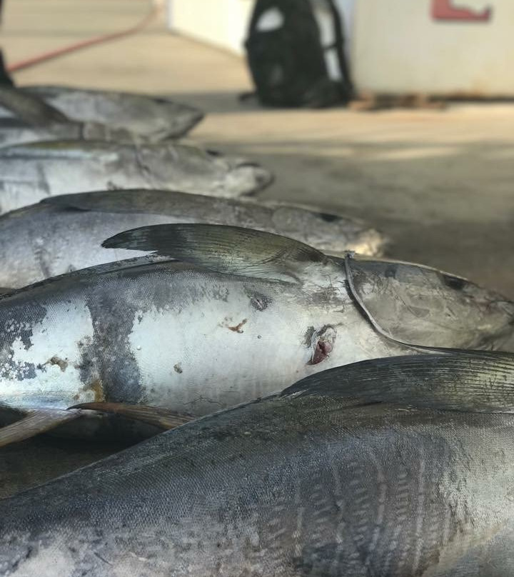3 Amigos Sportfishing Charters-里霍博斯比奇必去景点