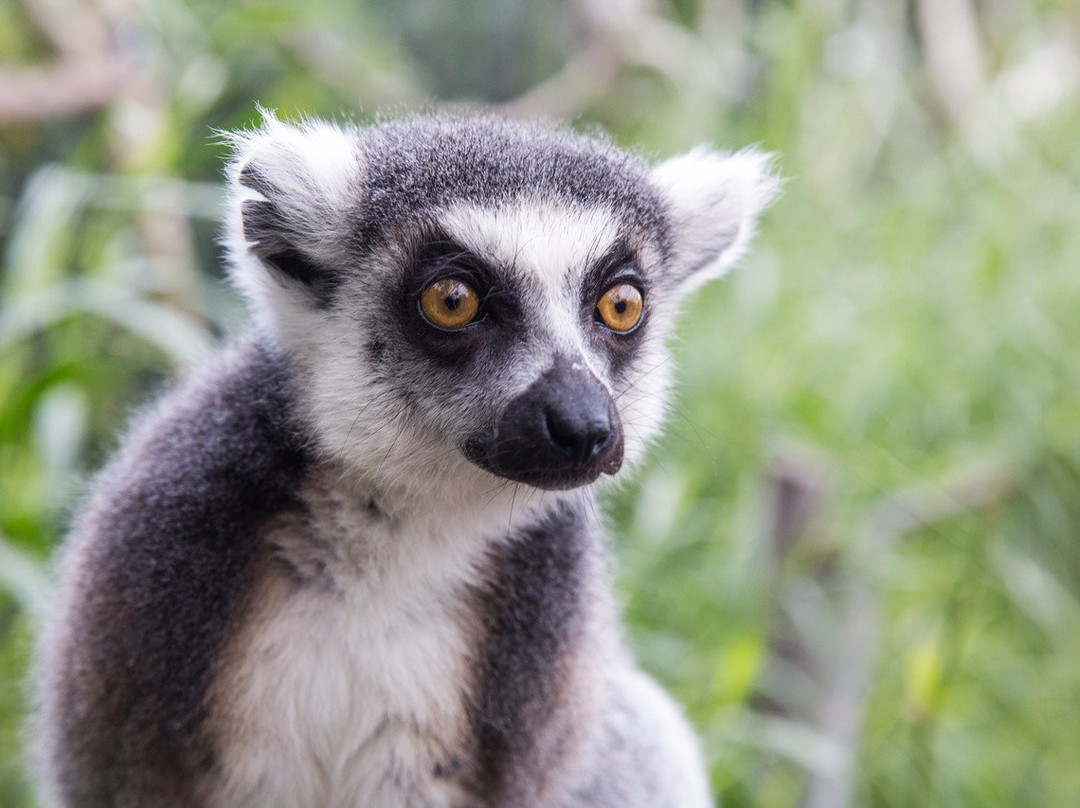 墨尔本动物园-墨尔本必去景点