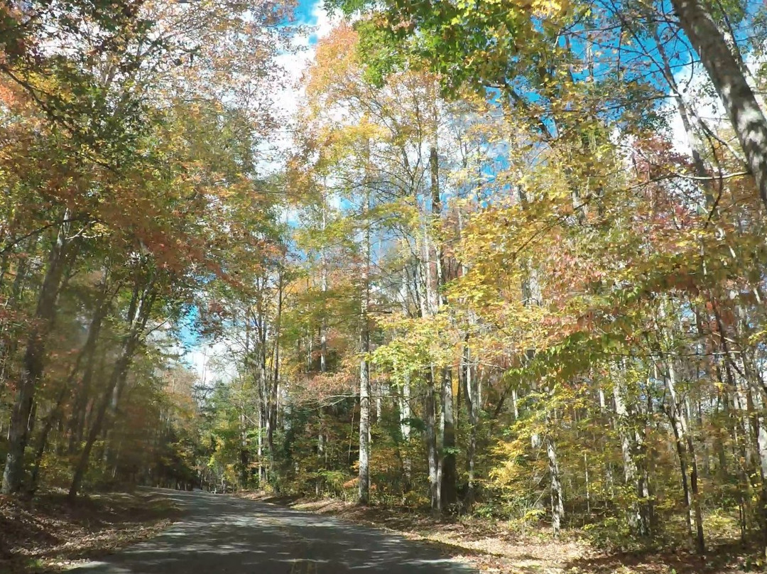Collins Creek Picnic Area-大雾山国家公园必去景点