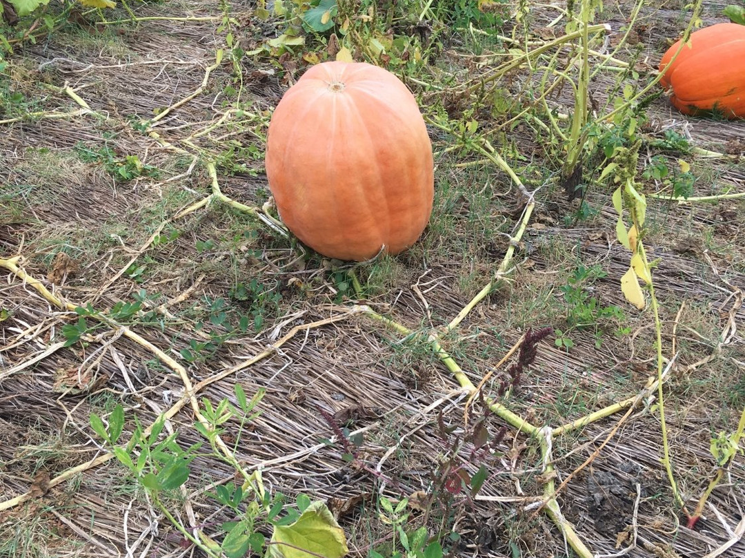 College Run Farms-Surry必去景点