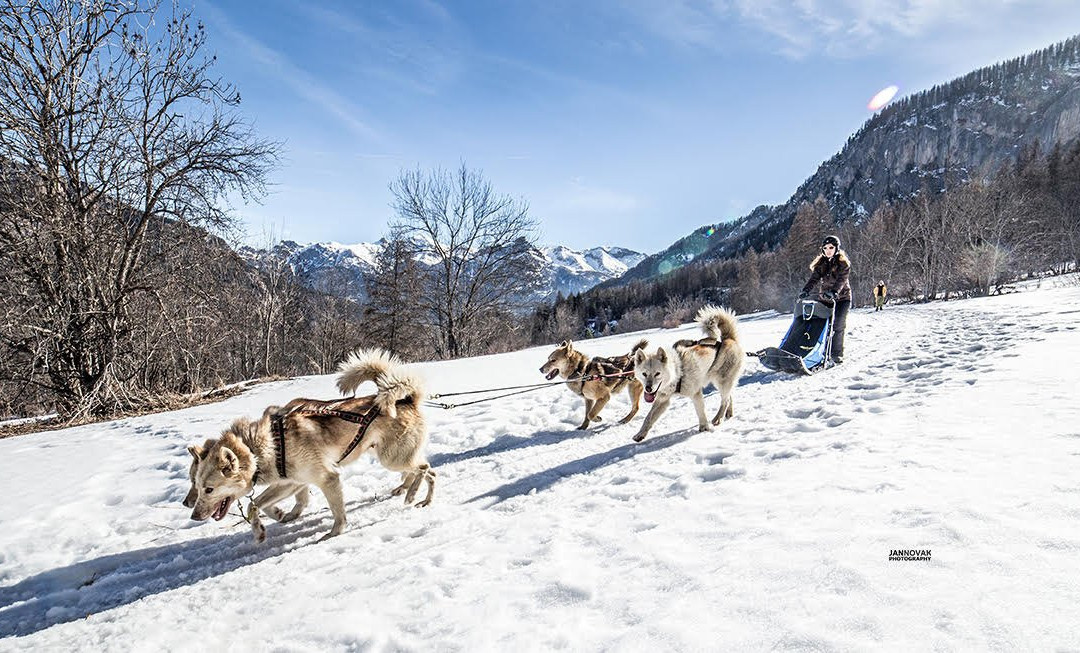 Mushing Addict景点图片