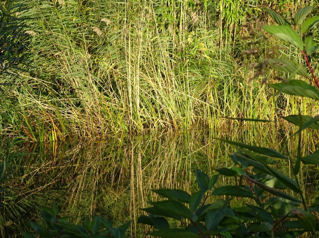 Kraaijenbergse plassen-克伊克必去景点