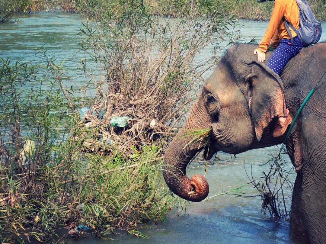 All Lao Elephant Camp景点图片