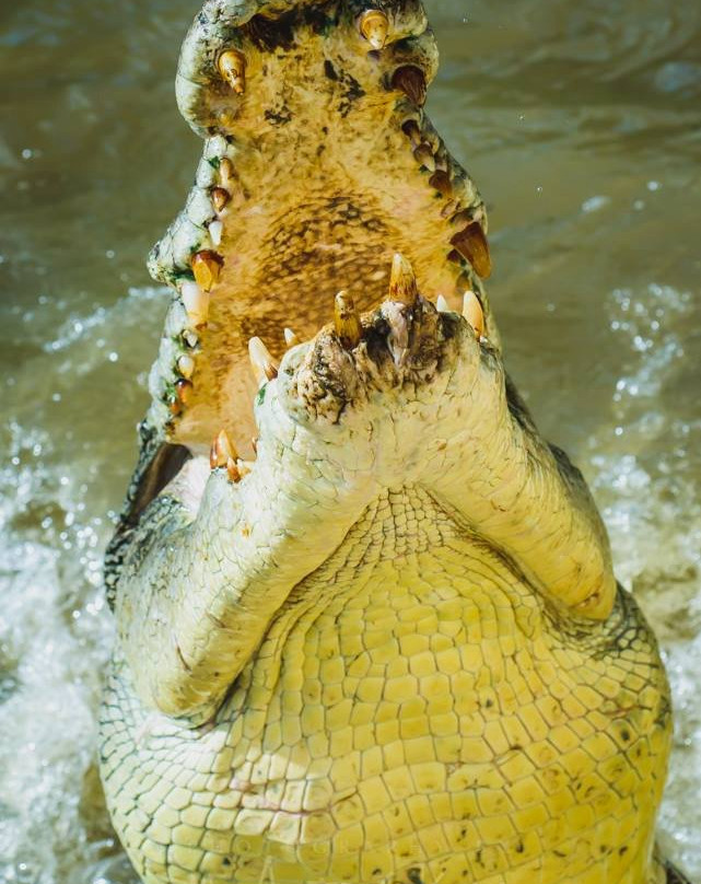 Territory Experiences One Day Tours-达尔文市必去景点