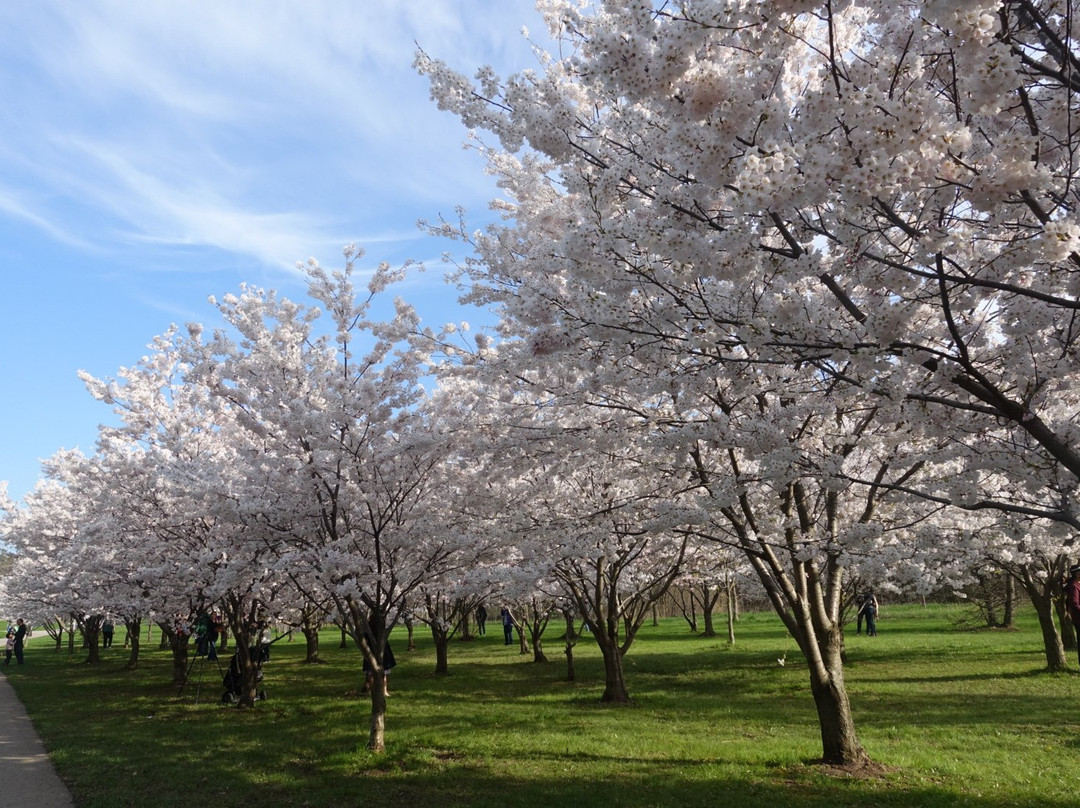 Joyce Archdekin Park-布兰普敦必去景点