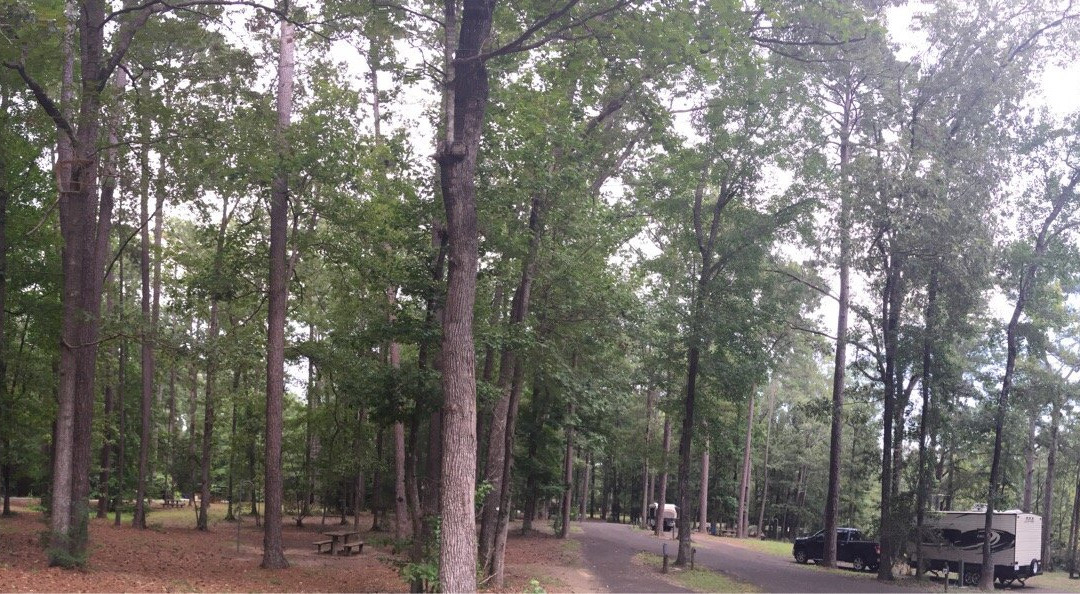 Martin Dies, Jr. State Park-Jasper必去景点