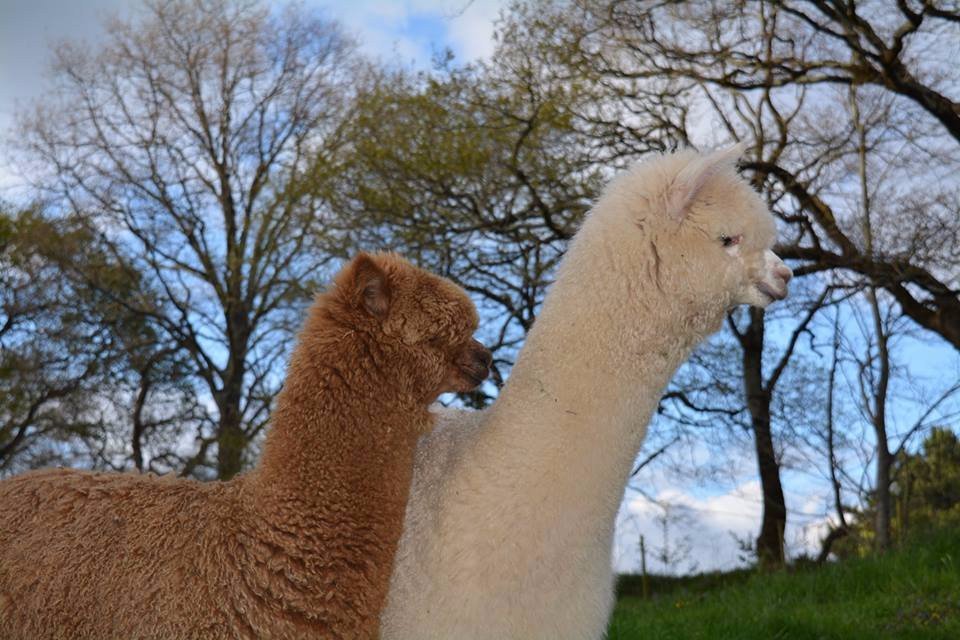 Alpacas de la Tierruca景点图片