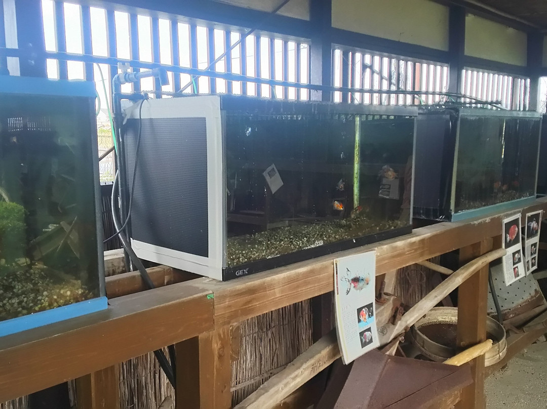 Koriyama Goldfish Museum景点图片