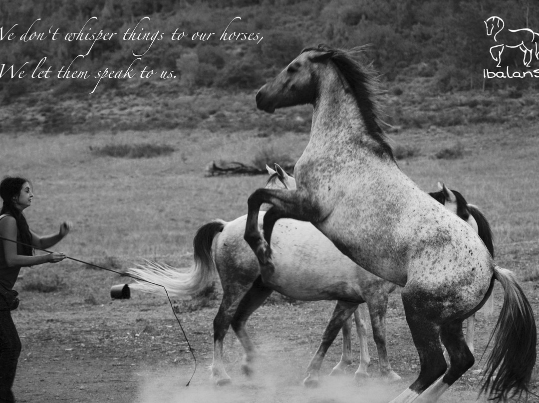 Ibalansi Horse Center景点图片