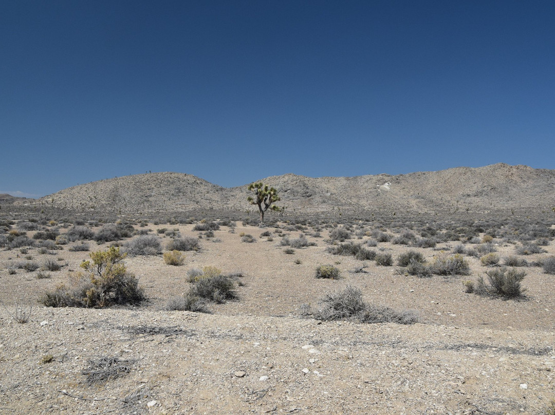 Lee Flat Joshua Trees-死亡谷国家公园必去景点