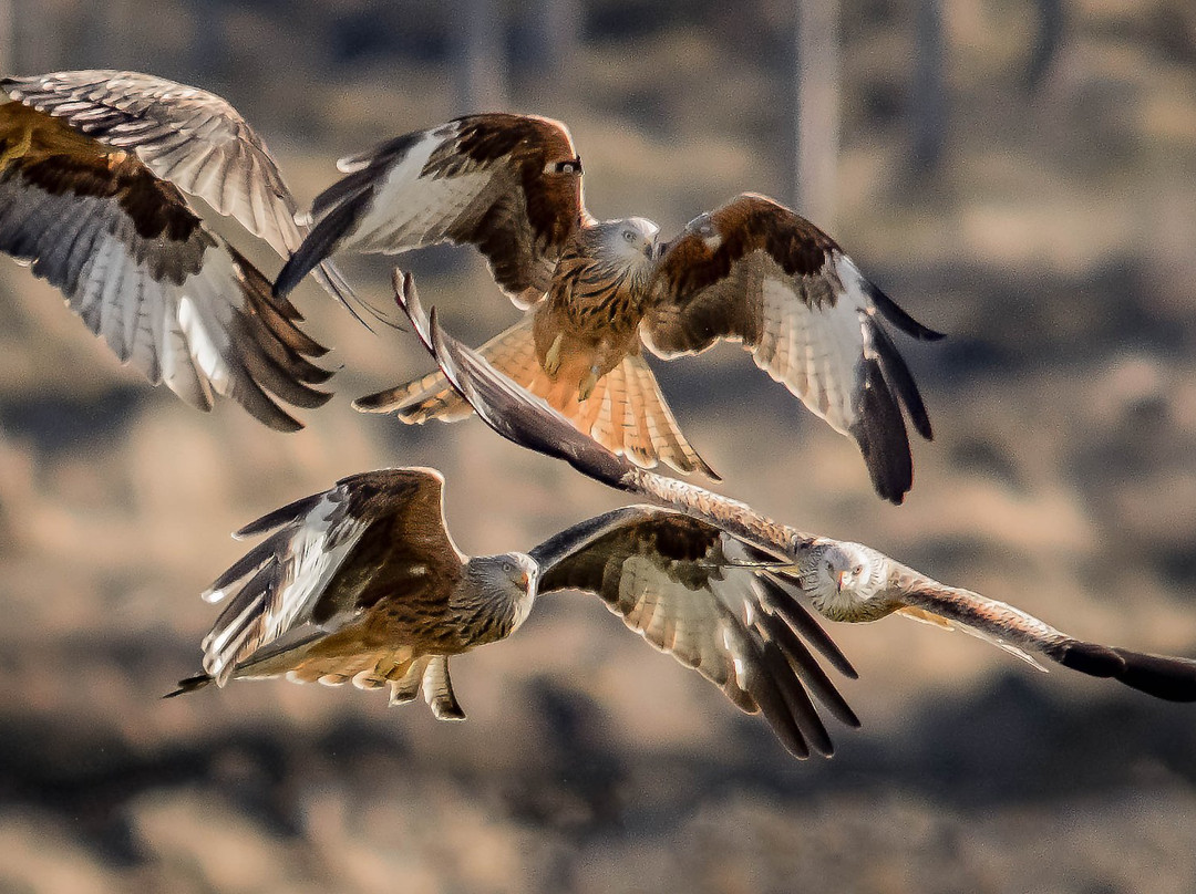 RSPB Tollie Red Kites景点图片