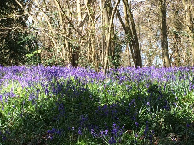 Littleheath Woods景点图片