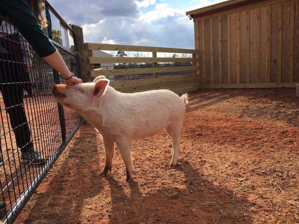 Full Circle Farm Sanctuary-Warm Springs必去景点