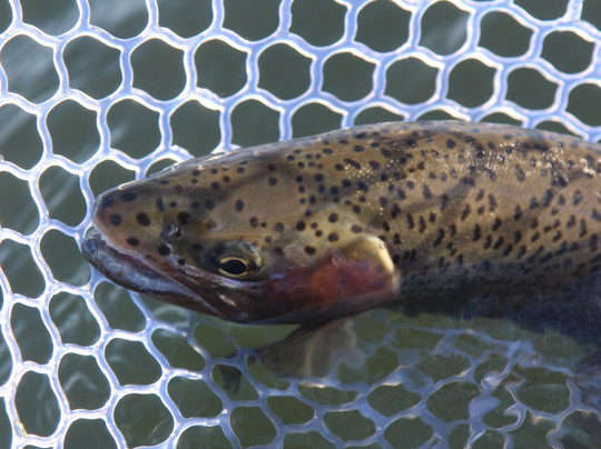 Forbidden Waters Fly Fishing-卡尔加里必去景点