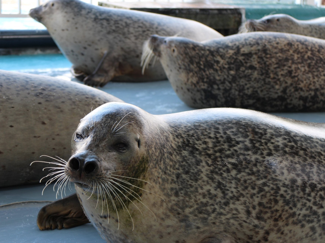 纹别市旅游景点-鄂霍次克海豹园