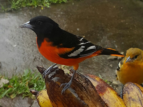 Monteverde Nature Guided Tours-圣埃伦娜必去景点