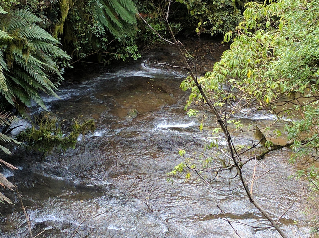 Waitanguru Falls-Piopio必去景点