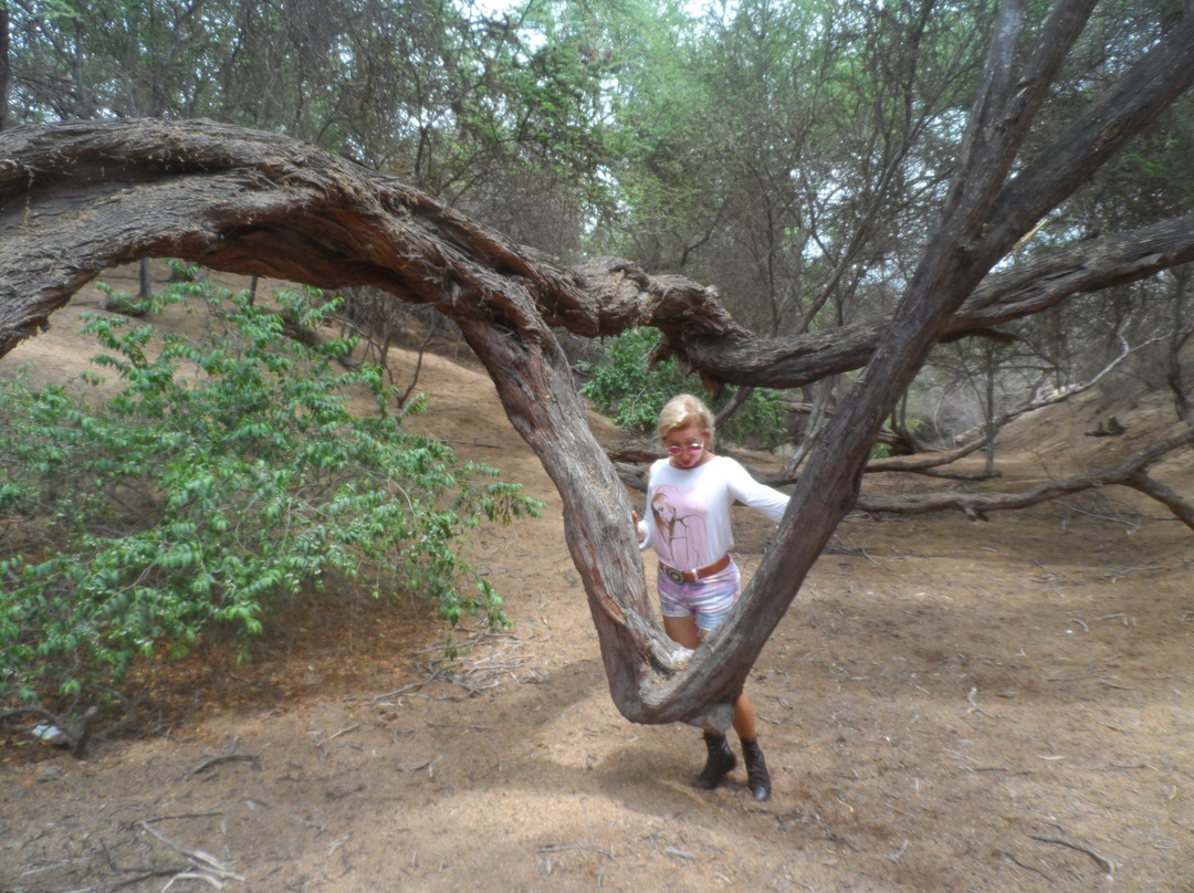 Bosque El Canoncillo-Pacasmayo必去景点