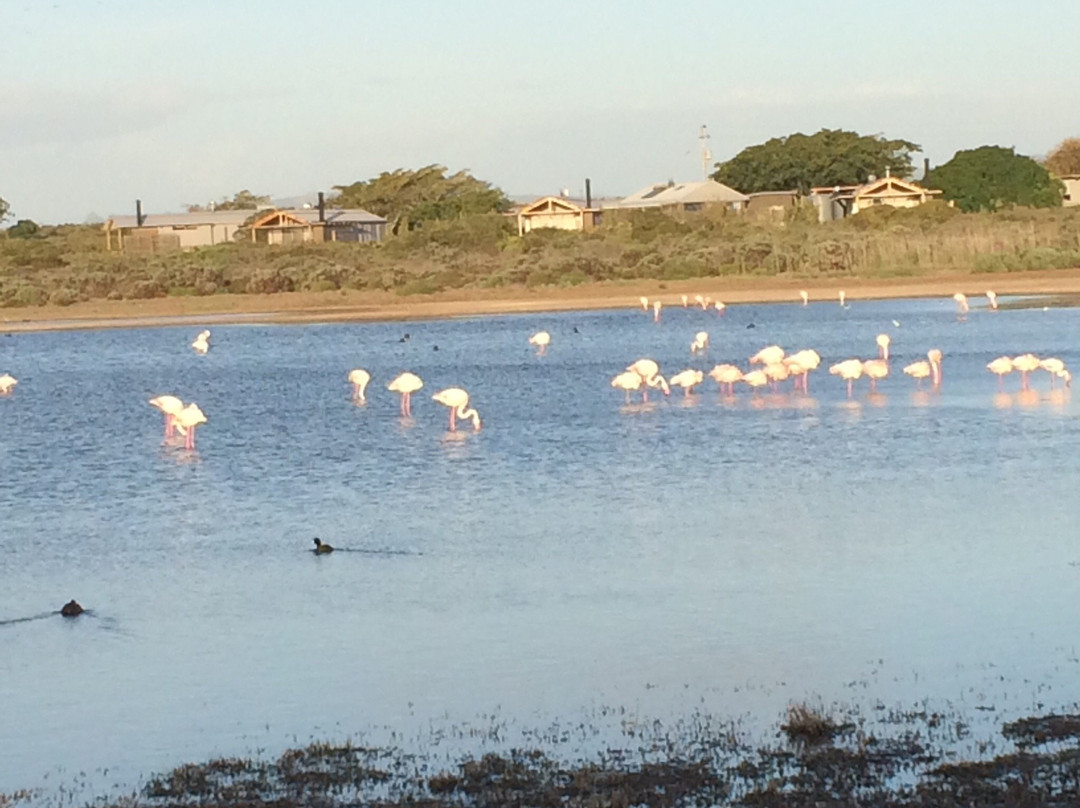 Velddrif旅游攻略图片