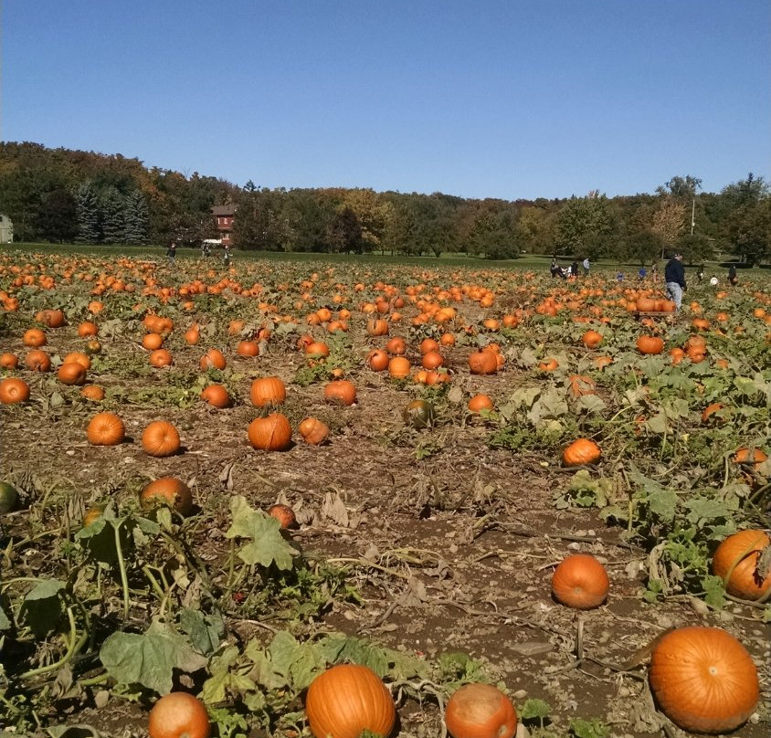Stonehaven Farm Market-Campbellville必去景点