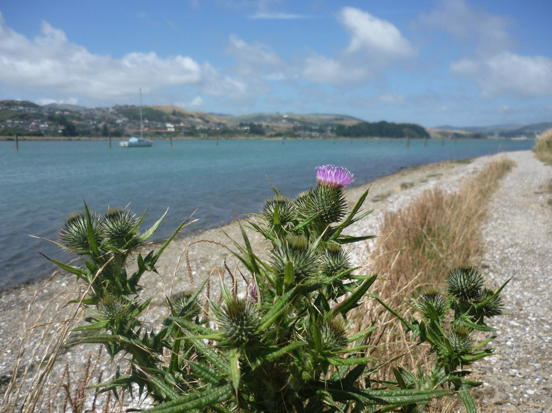 Porirua Harbour景点图片