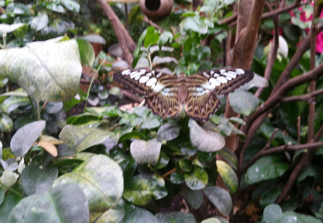 Dschungelhaus in Tirol-Terfens必去景点