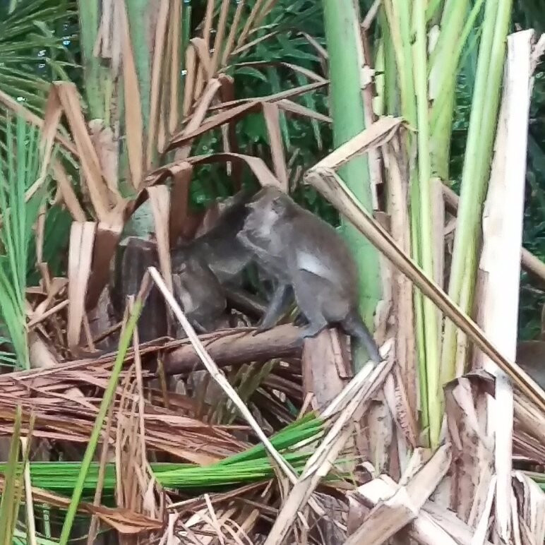 Semporna Proboscis River Cruise-仙本那必去景点