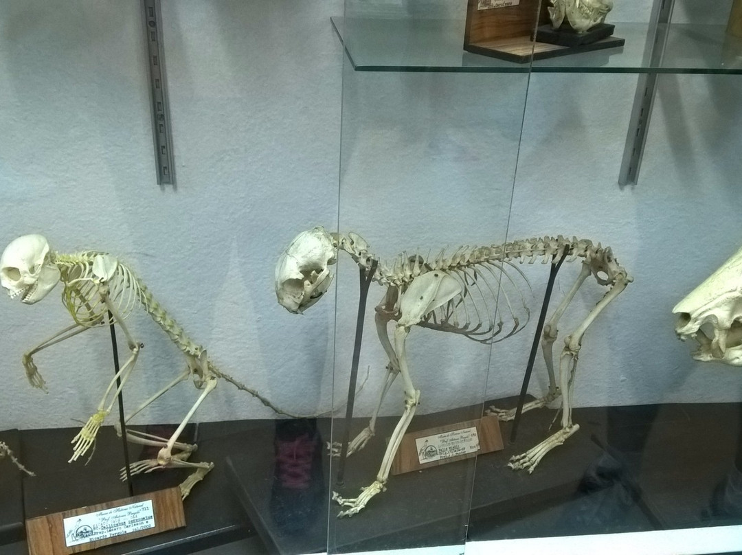 Natural History Museum-阿蒂巴亚必去景点