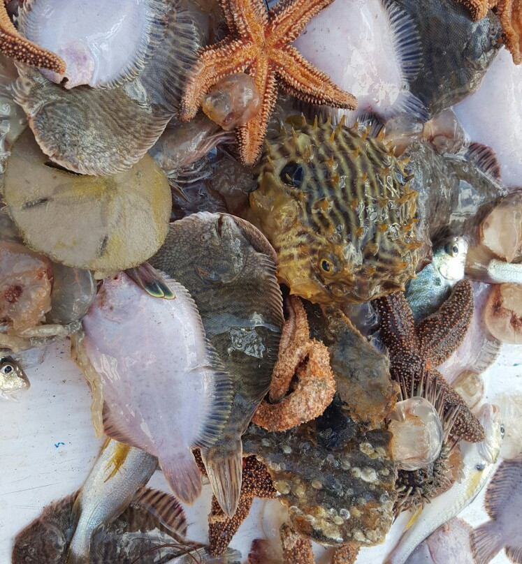 Edisto Shrimp Boat Charters-埃迪斯托艾兰必去景点