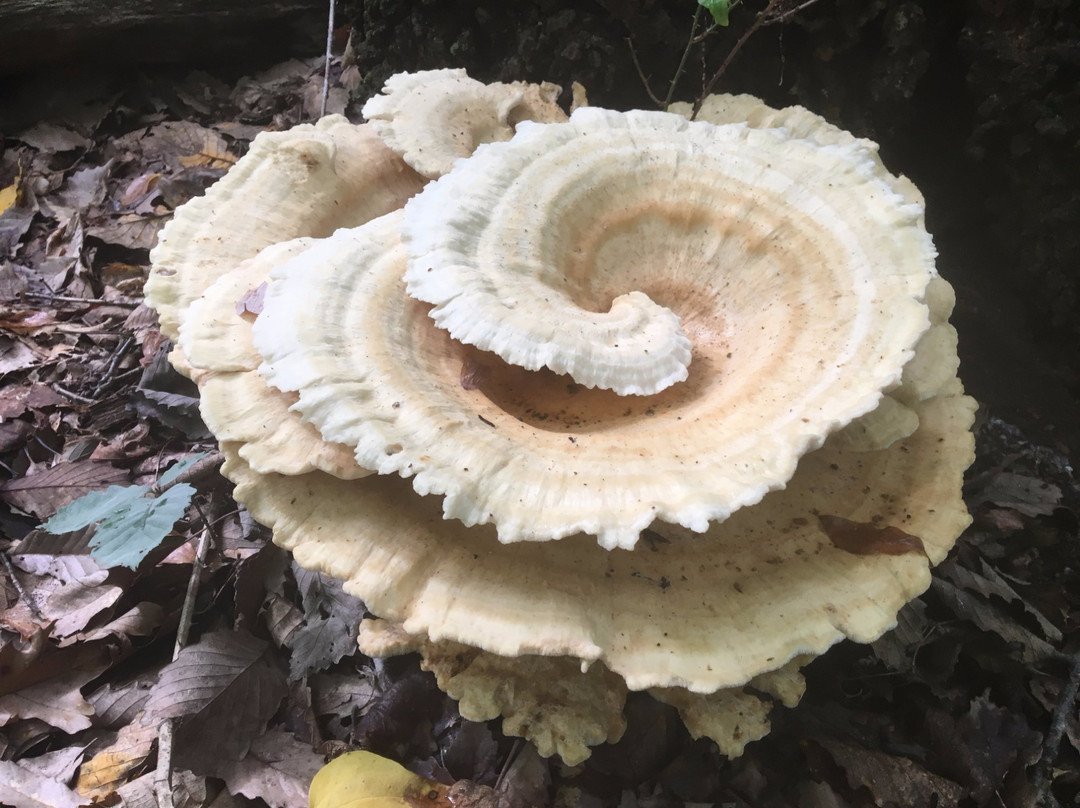 Tar Hollow State Park-Laurelville必去景点