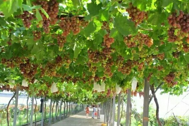葡萄长廊-和田县必去景点
