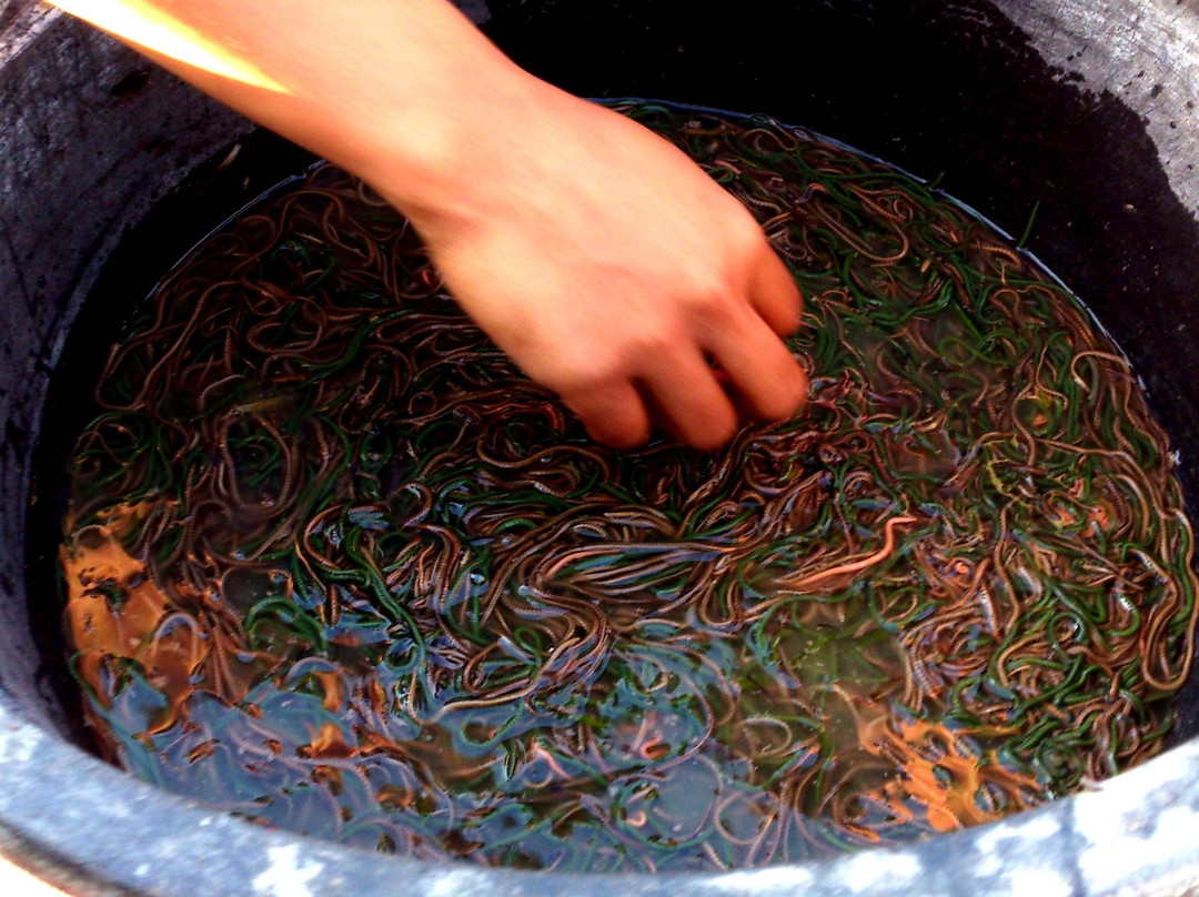 Lombok Bau Nyale Festival-Kuta必去景点