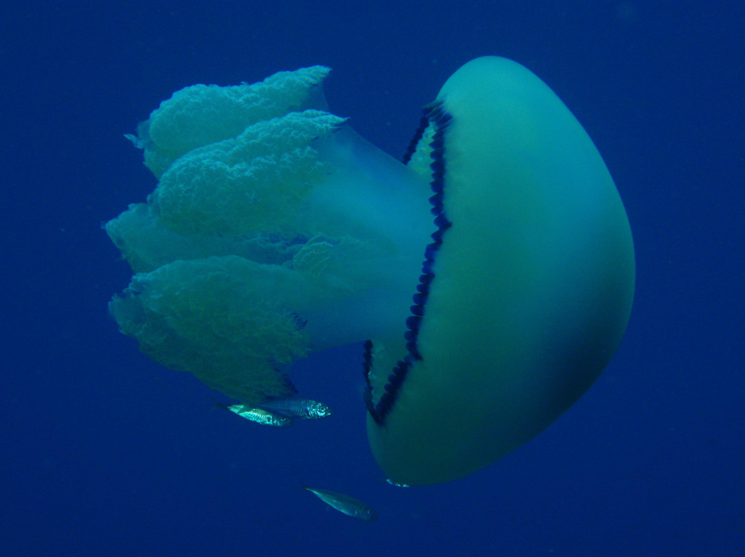 Easy Divers Rhodes-Charaki必去景点