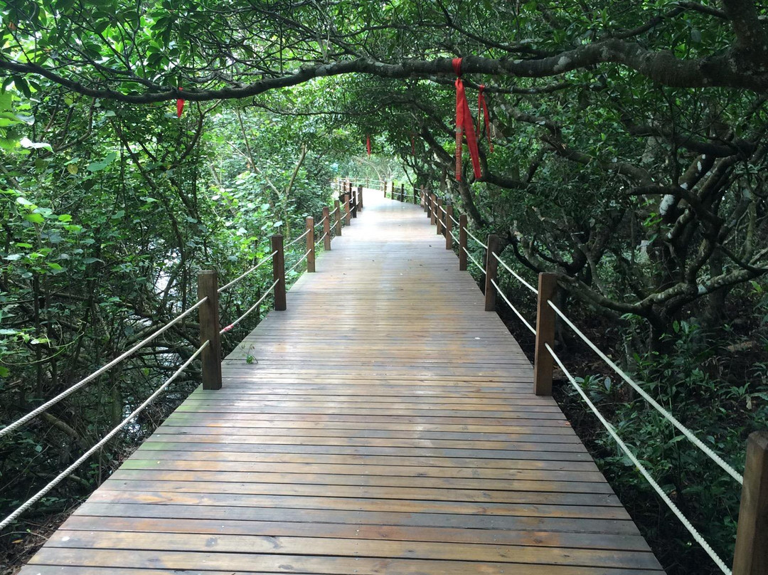 八门湾红树林-文昌市必去景点