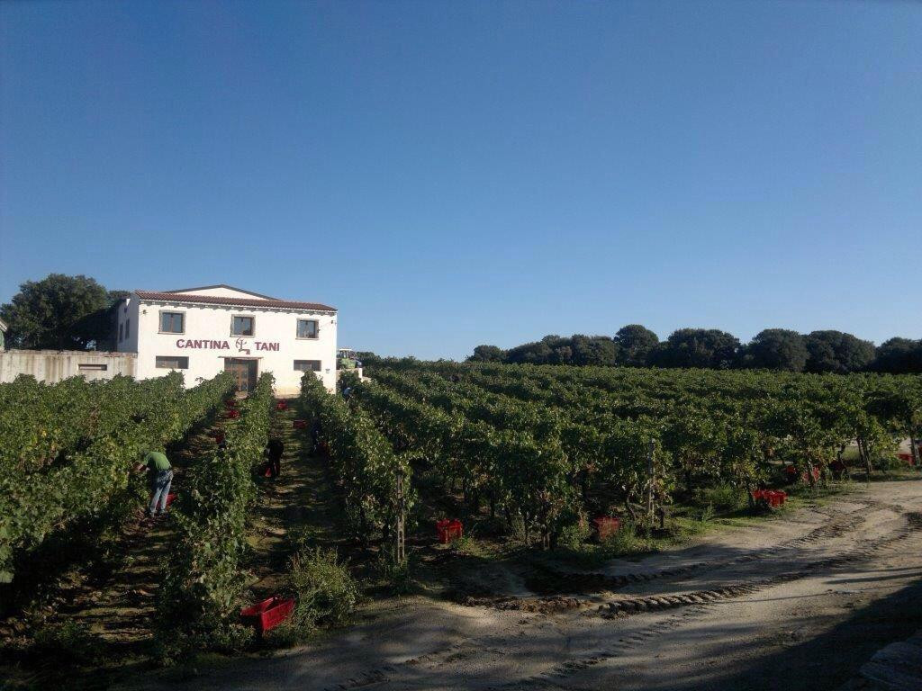Monti旅游景点-Cantina Tani