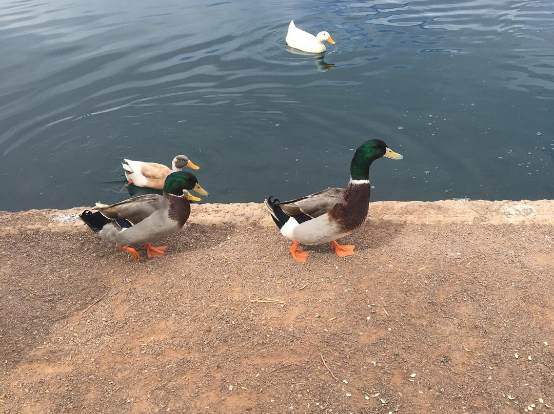 Desert Breeze Railroad-钱德勒必去景点