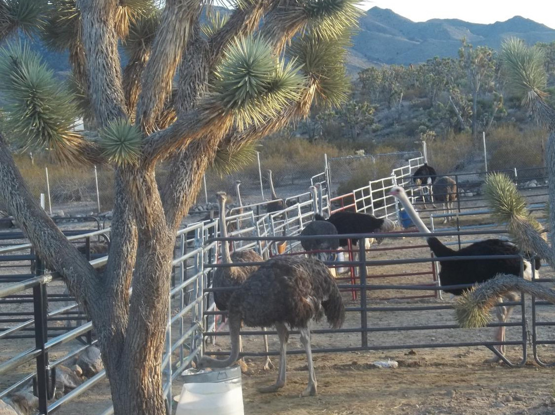 Joshua Tree Ostrich Ranch and Guest House-Dolan Springs必去景点