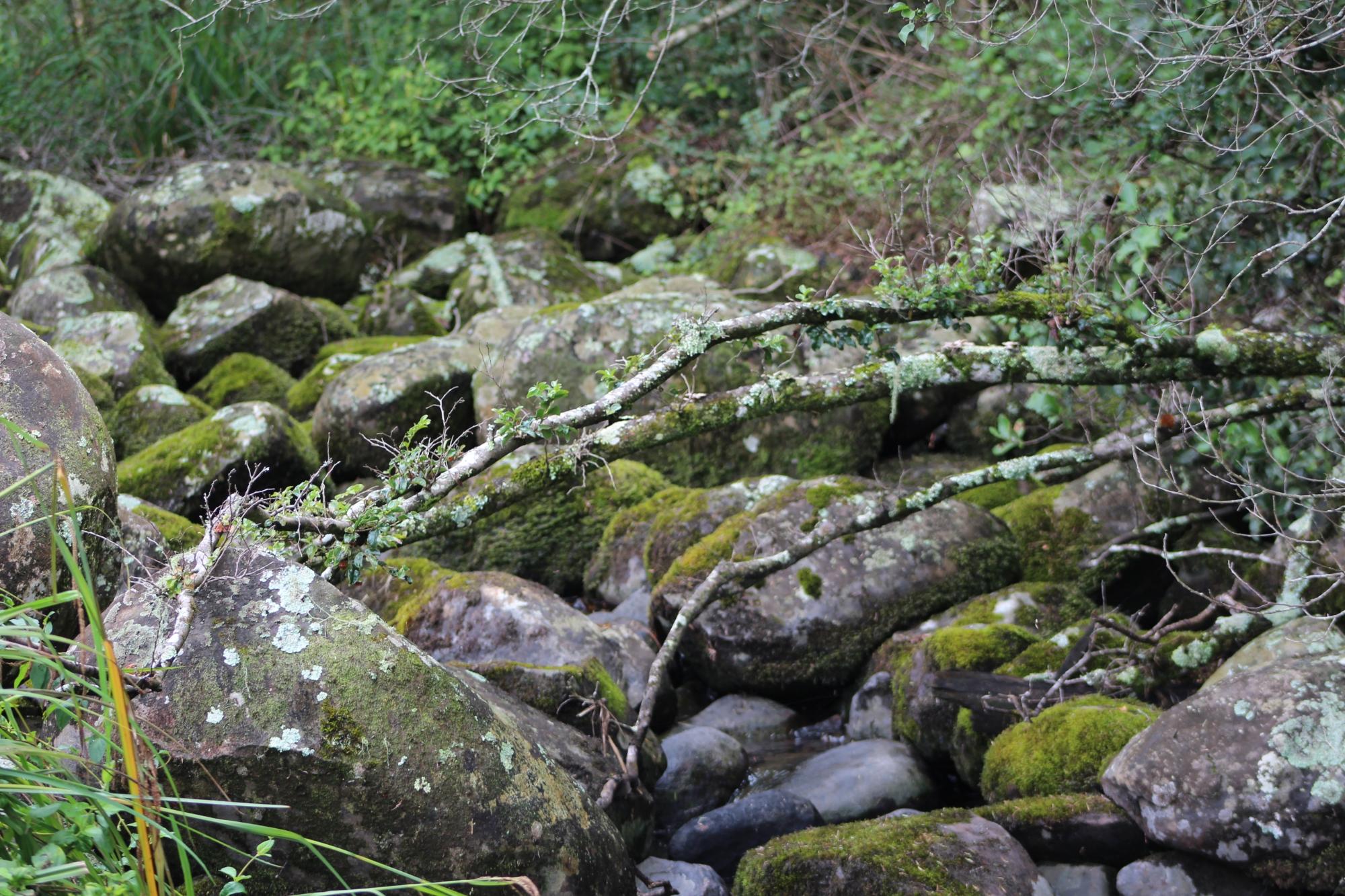 Hornbills Forest Getaway-泳池