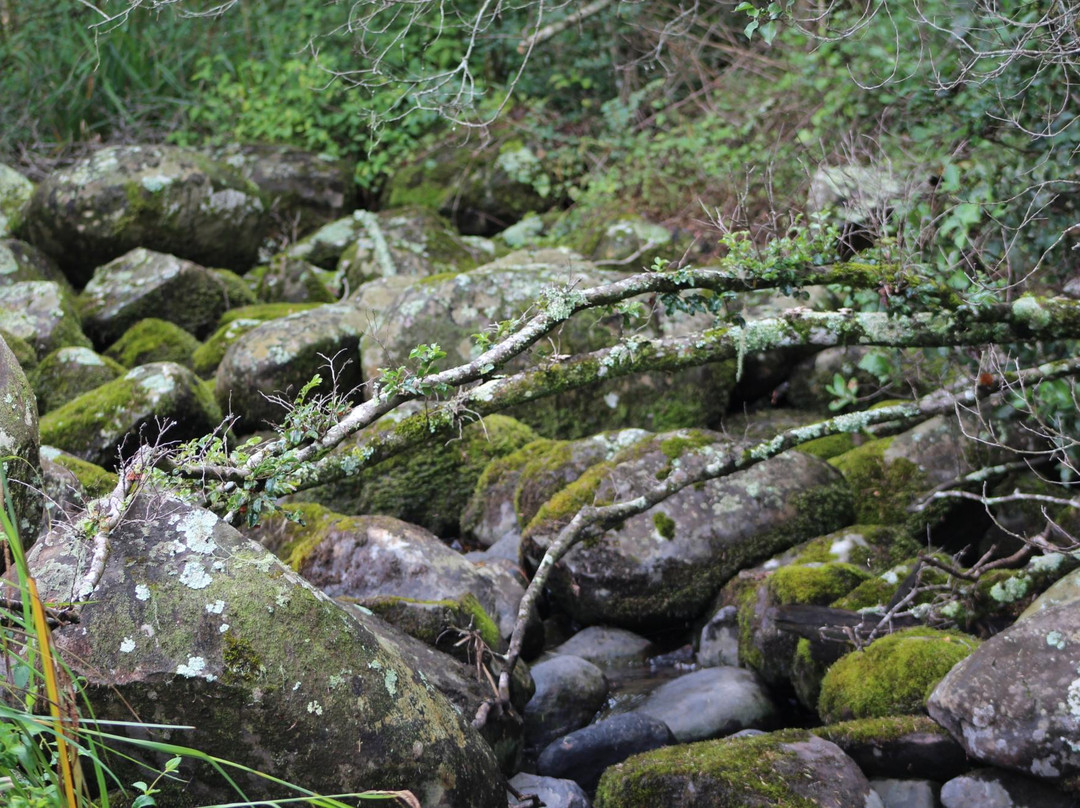 Hornbills Forest Getaway主图