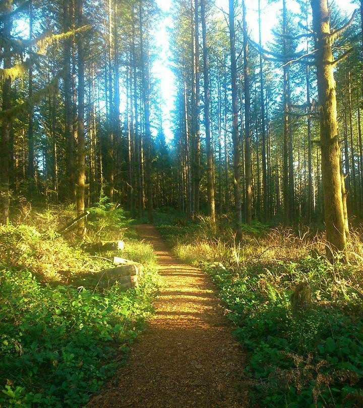 Malcolm Knapp Research Forest-枫树岭必去景点