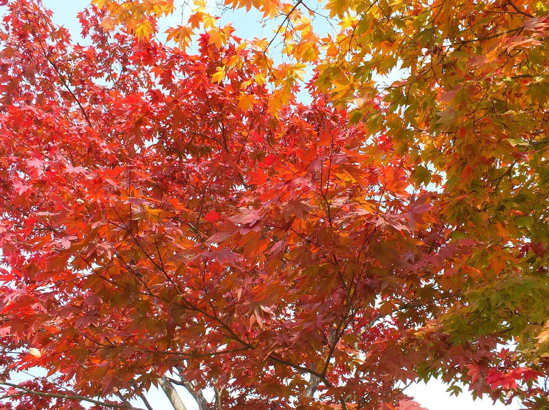 Fukuchi Sanroku Hana Park-直方市必去景点
