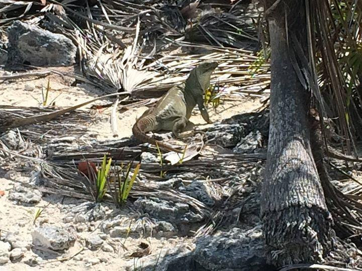 Big Blue Collective-普罗维登西亚莱斯必去景点