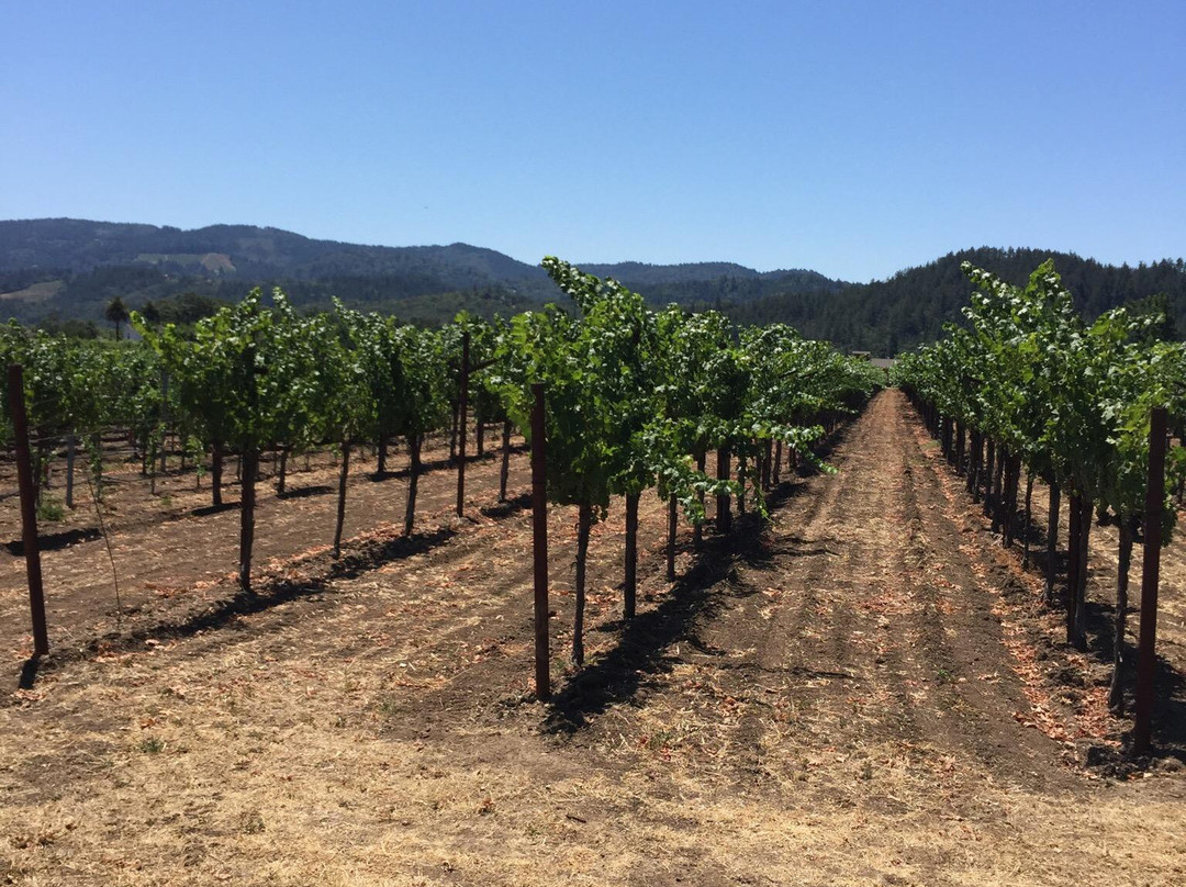 Napa Valley Winery Bike Tour景点图片