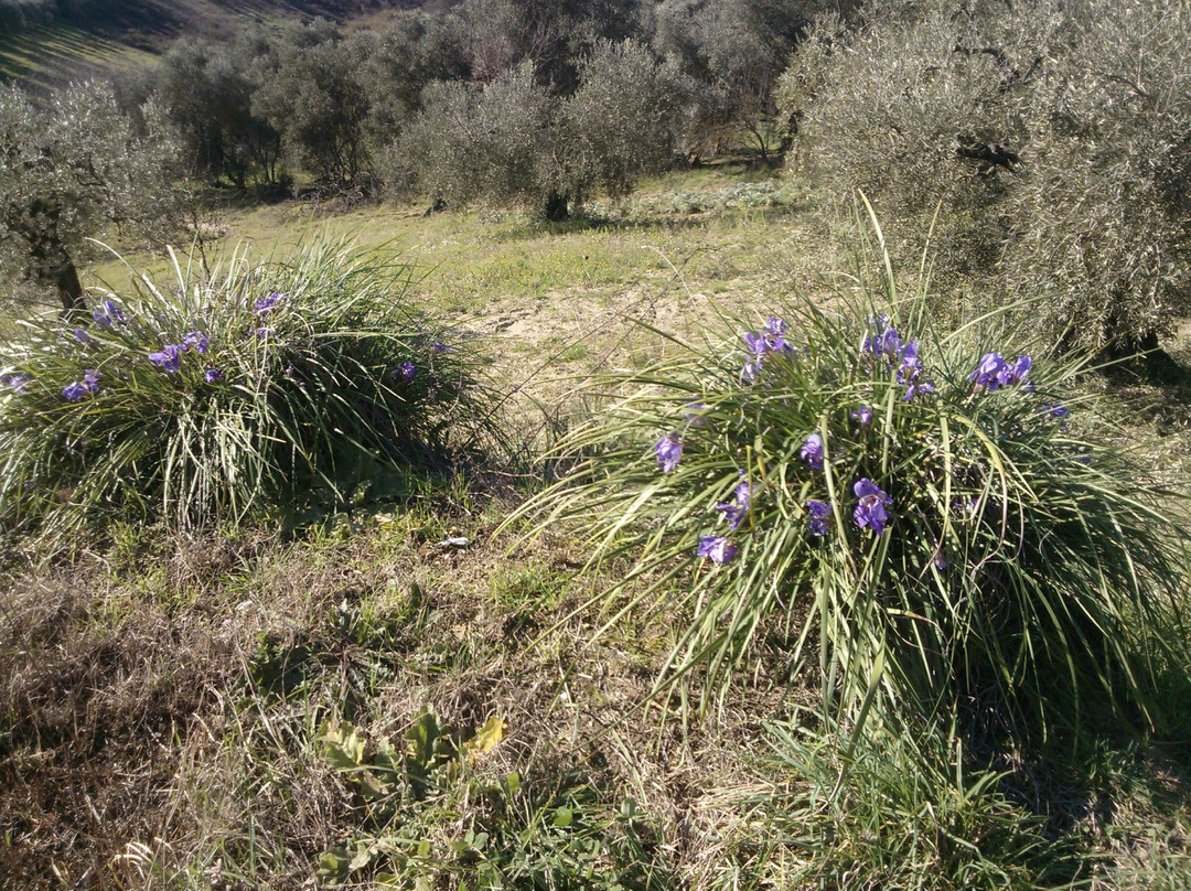 Riserva Naturale Macchia景点图片