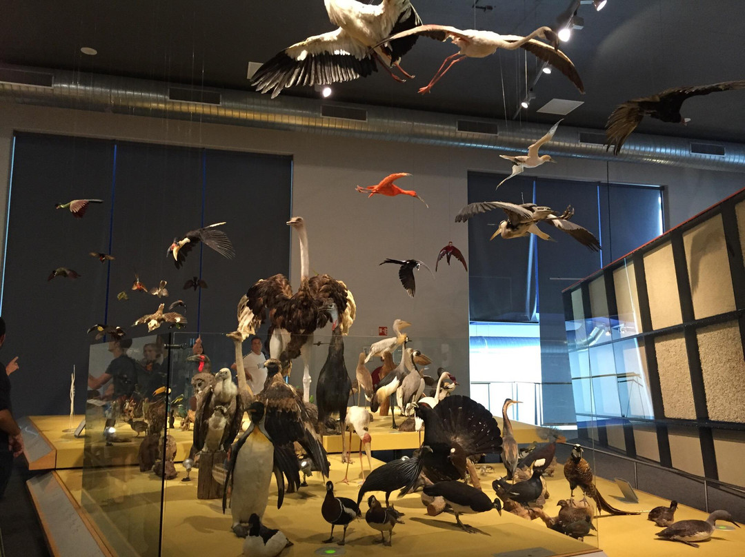 Naturalis Biodiversity Center景点图片