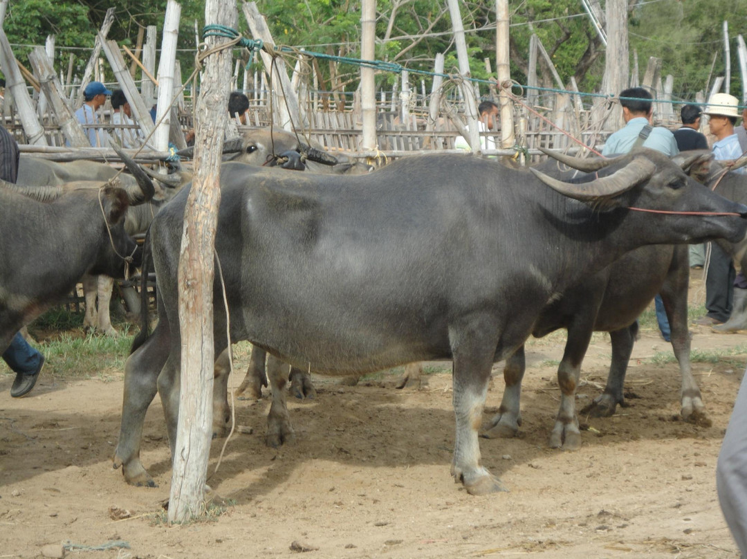 Sanpatong buffalo market-讪巴东必去景点